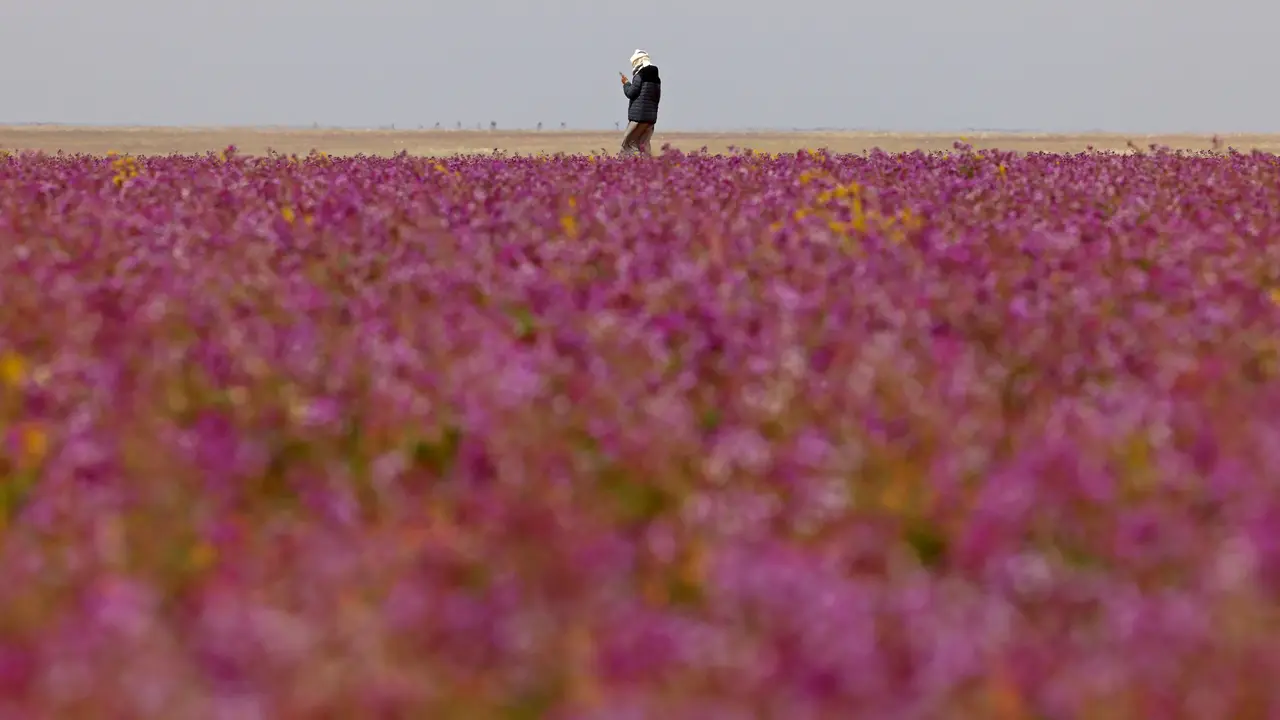 Gurun Pasir di Arab Saudi Berubah Jadi Padang Bunga Lavender