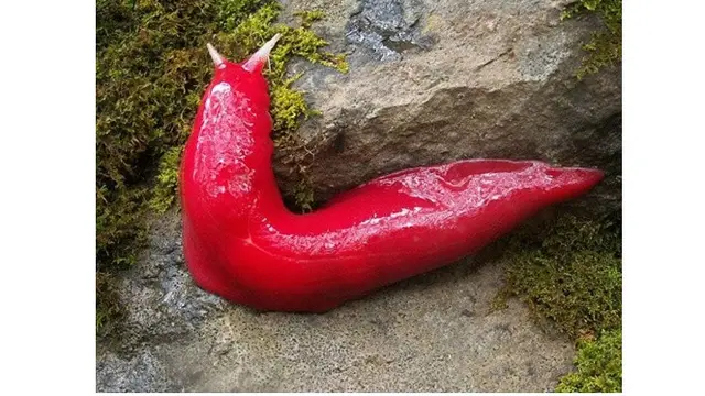 7 Bukti Australia Dihuni Reptil-reptil Mengerikan