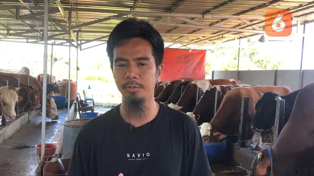Pengusaha Penggemukan Sapi di Balikpapan