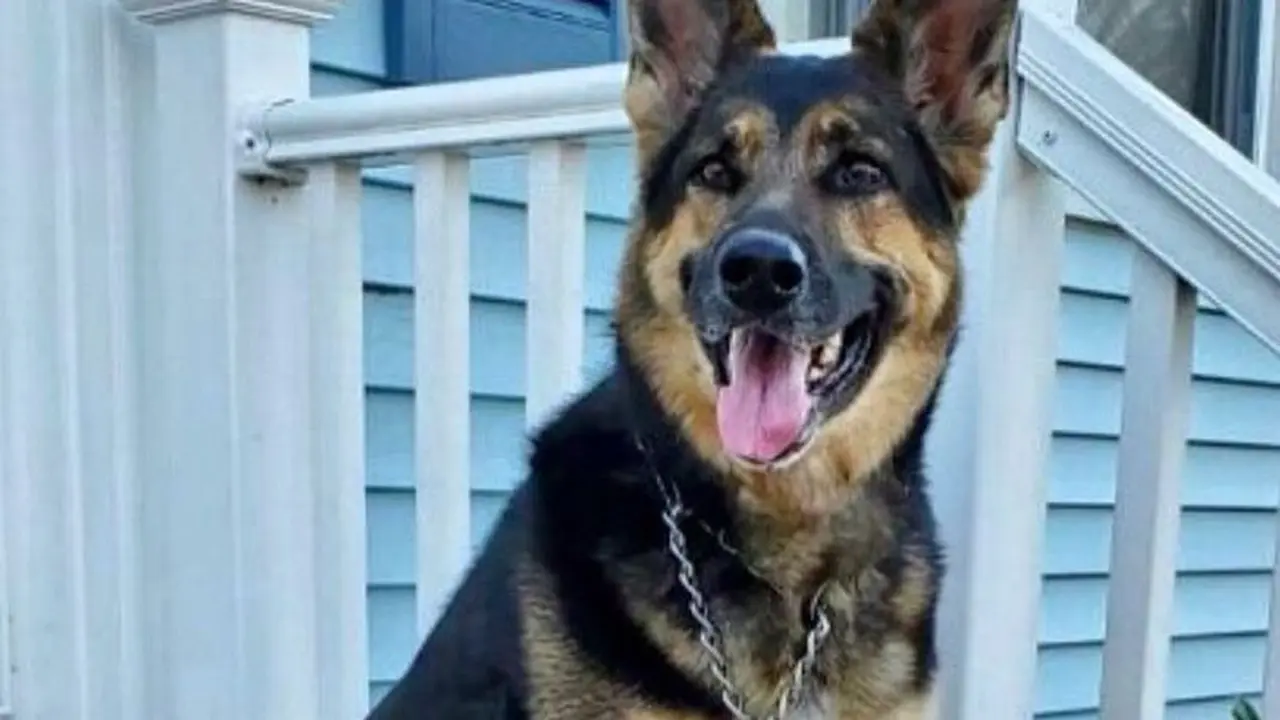 Seekor anjing menghidupkan nyawa pemiliknya yang stroke usai menyeret tubuhnya ke ruangan yang ada telepon rumah.