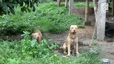 Dua ekor anjing pitbull menyerang seorang pencari kayu bakar hingga tewas. Diketahui kedua anjing itu kerap dibiarkan pemiliknya berkeliaran.