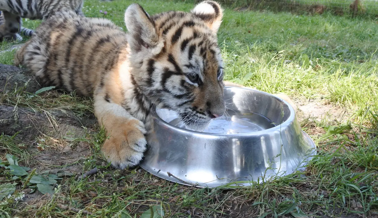 Bayi harimau Siberia meminum air di Taman Harimau Siberia Hengdaohezi di Kota Hailin, China (17/7/2020). Para staf menyediakan sejumlah kolam dan makanan yang disiapkan secara khusus bagi harimau Siberia untuk mengantisipasi udara musim panas yang menyengat. (Xinhua/Zhang Chunxiang)