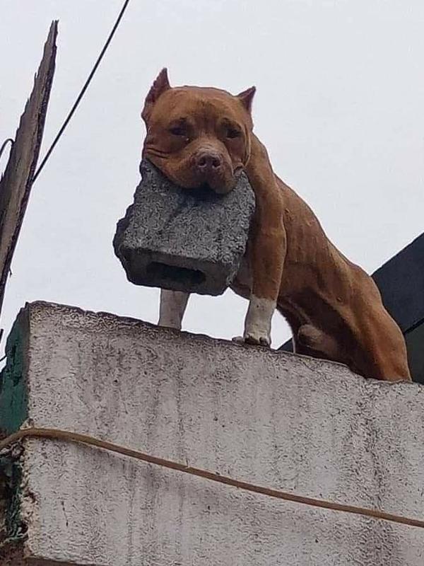 6 Kelakuan Nyeleneh Anjing Saat Main Ada Yang Bikin Bocah Nangis Ketakutan Qnews