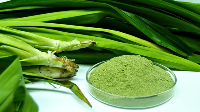 Jangan Anggap Remeh Daun Pandan