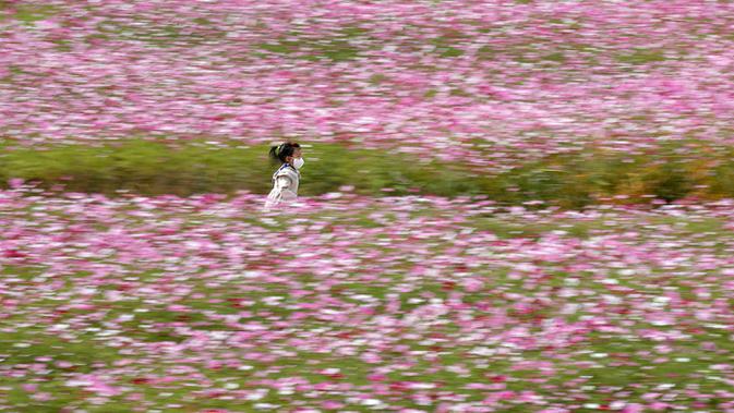 Seorang anak kecil yang mengenakan masker berjalan melintasi ladang bunga cosmos yang bermekaran di Paju, Korea Selatan pada 14 Oktober 2020. (AP Photo/Lee Jin-man)