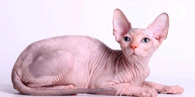 VIDEO: Sphinx, Kucing Rekayasa Genetik Berharga Selangit