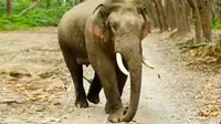 Gajah di Riau yang pernah masuk ke perkebunan warga. (Liputan6.com/M Syukur)