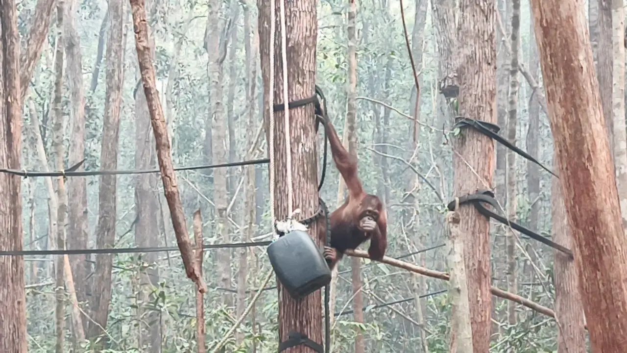 Penampakan orangutan di Kalimantan Tengah (Kalteng).