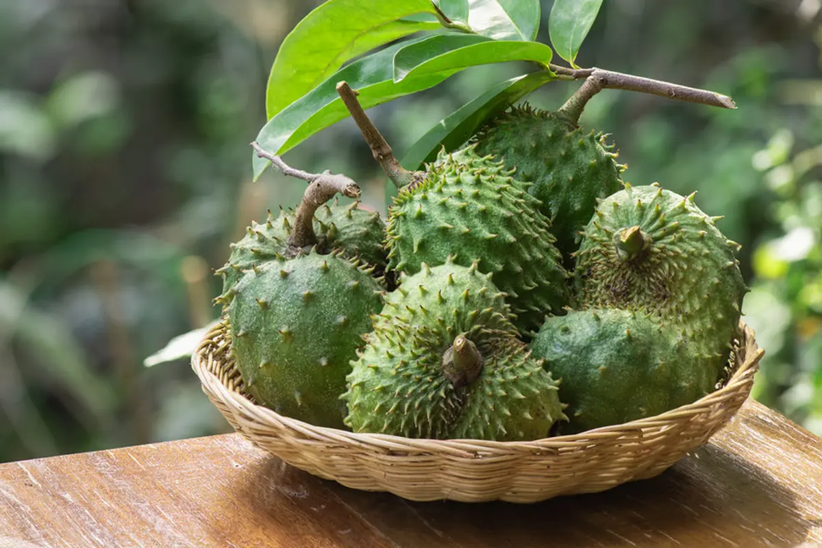 buah sirsak