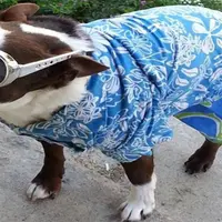 Lucunya anjing-anjing ini pakai baju. Uwuwuw~