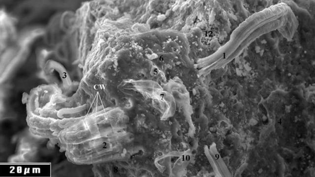 Bakteri di Dalam Meteorit