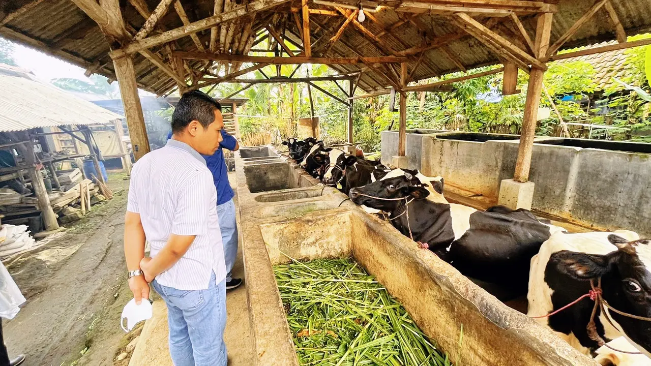 Bupati Lumajang Thoriqul Haq meninjau peternakan sapi perah di Kabupaten Lumajang (Istimewa)