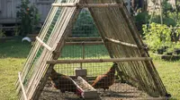 7 Model Kandang Ayam Umbaran Segitiga dari Barang Bekas, Kokoh dan Hemat Biaya