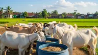 TOP 3: Teknologi Pakan Fermentasi Jadi Solusi, Desain Pagar Bambu dan Desain Dapur Minimalis