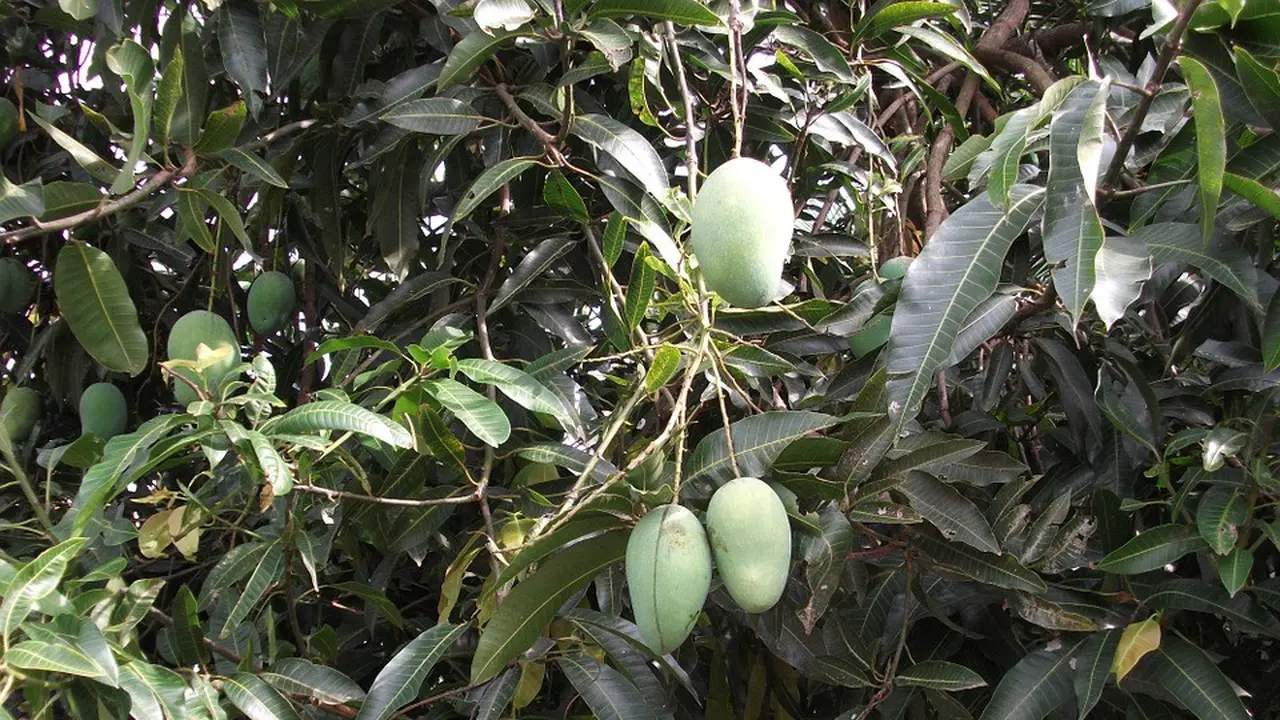 Ciri Khusus Pohon Mangga