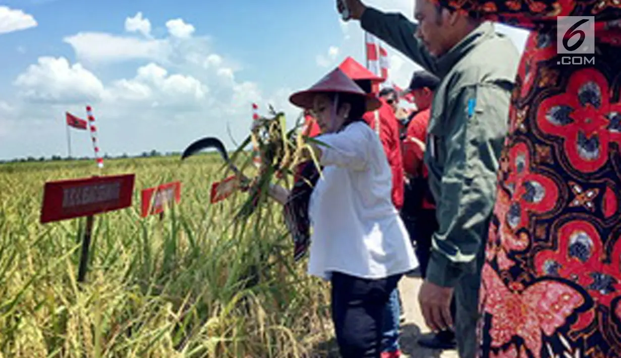 Ketua Umum PDI Perjuangan Megawati Seokarnoputri ikut panen raya padi MSP di Indramayu, Jawa Barat, Kamis (4/4). Megawati yakin peneliti dan perekayasa Indonesia memiliki kemampuan untuk menghasilkan penelitian dan inovasi di sektor pangan. (Liputan6.com/HO/Iwan)