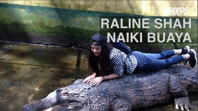 Tak hanya buaya,  Raline jugamengunggah video saat menggendong beruang madu, ular piton, dan memberi makan zebra. 