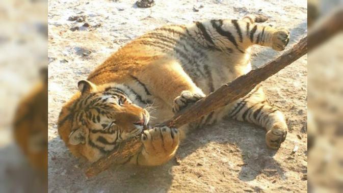 Foto-foto sekelompok harimau Siberia di Siberian Tiger Park, di Provinsi Harbin, China beberapa waktu lalu mendadak viral di media sosial.(Shanghaiist.com)