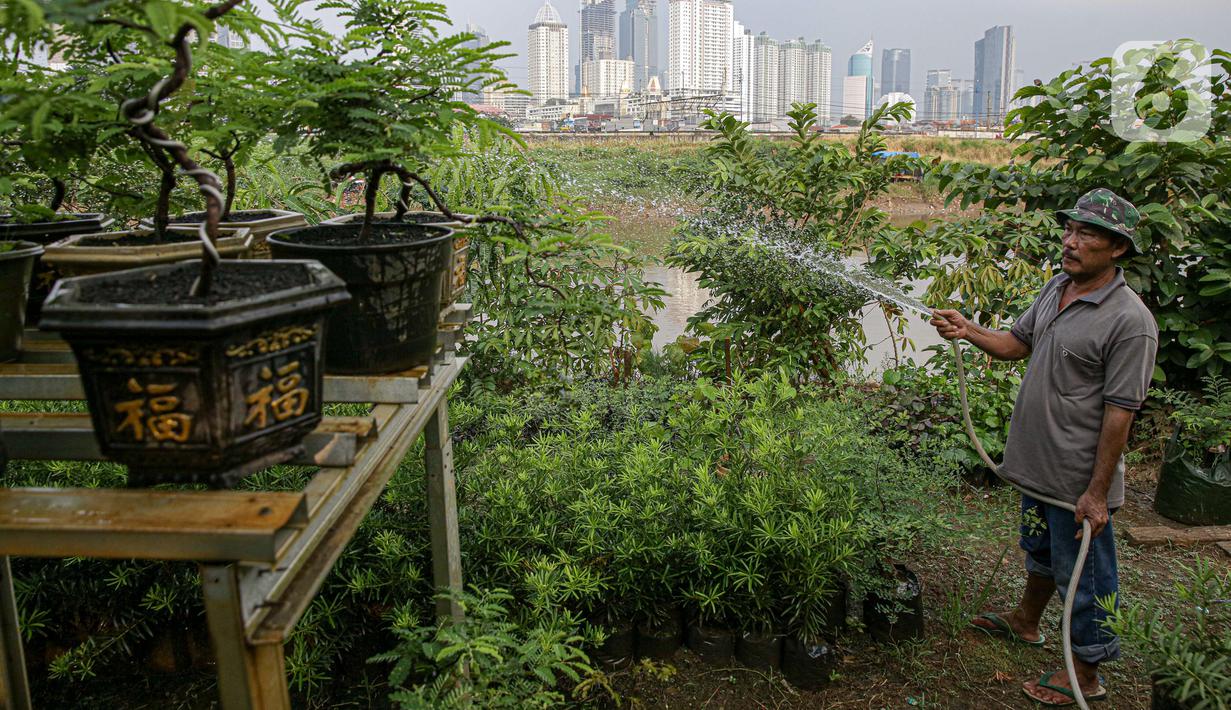 Petani menyiram tanaman di bantaran Kali Ciliwung, Petamburan, Jakarta Pusat, Senin (24/5/2021). Pemanfaatan lahan bantaran Kali Ciliwung untuk bertani bersama dilakukan sebagai upaya memenuhi kebutuhan hidup di tengah keterbatasan lahan. (Liputan6.com/Faizal Fanani)