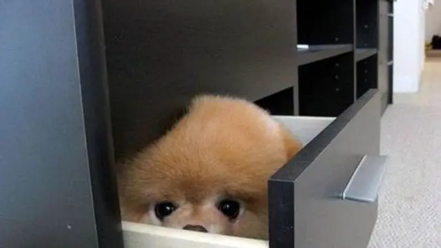 7 Potret Aksi Anjing saat Bersembunyi Ini Bikin Gemas