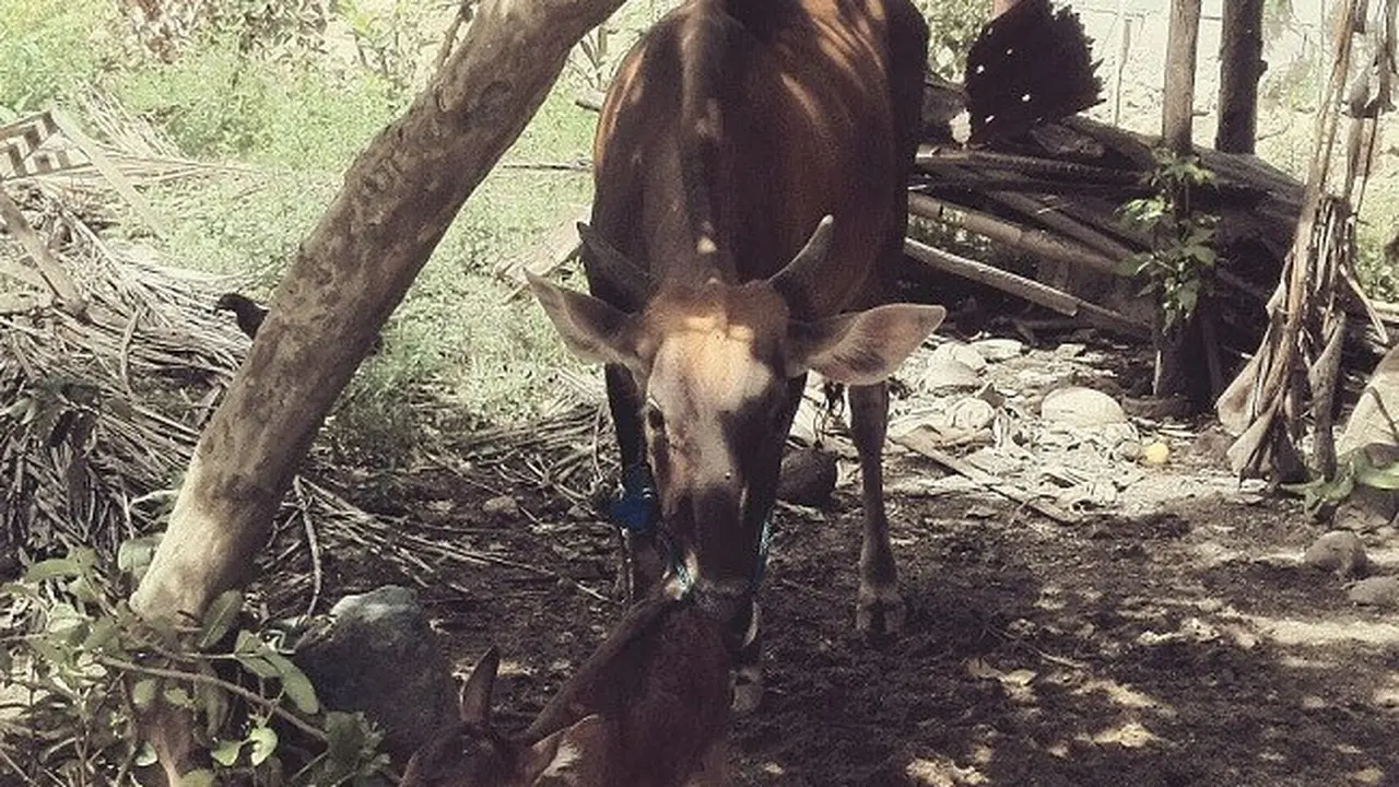 Terjadi di Gorontalo, Sapi Melahirkan Seekor Kura-Kura 