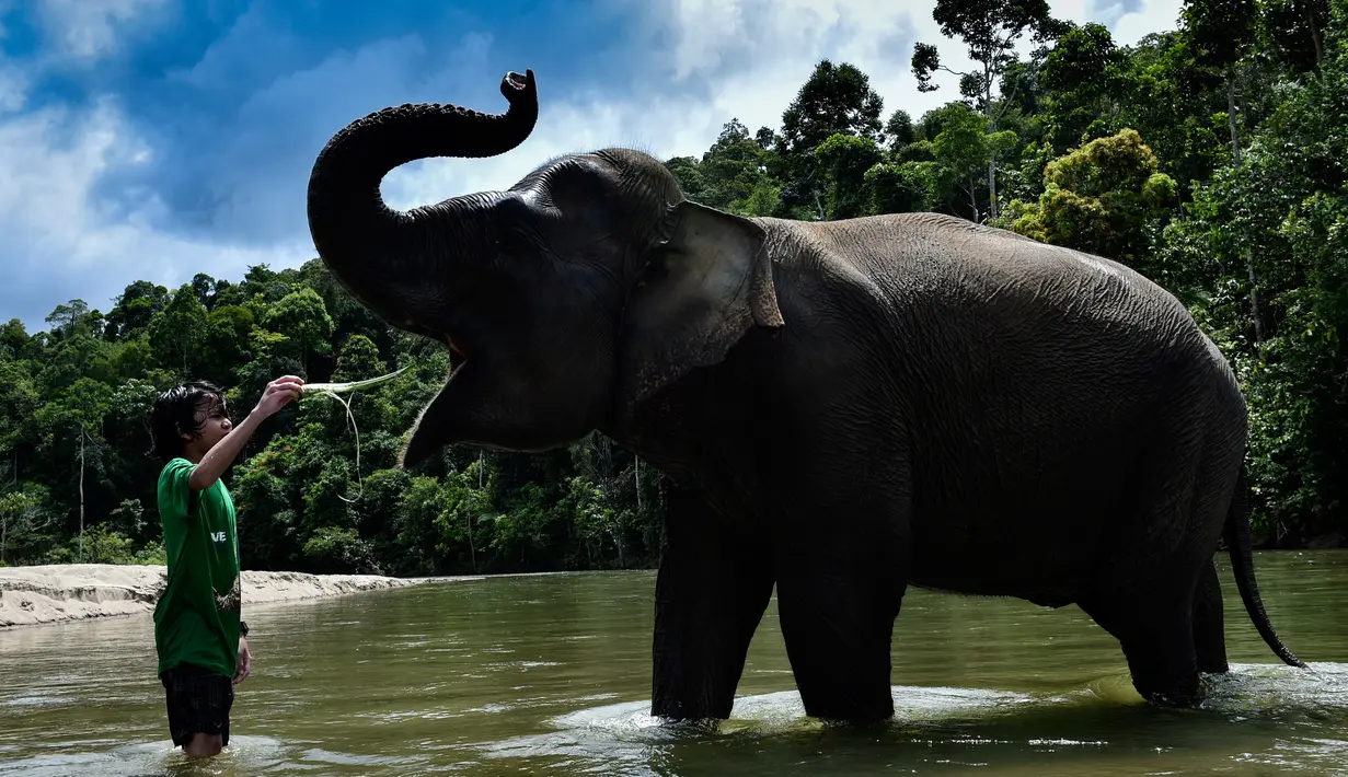 Pengunjung memberi makan gajah betina Sumatra sebelum memandikannya di Conservation Respons Unit (CRU) Sampoiniet, Aceh, Minggu (7/6/2020). Memasuki masa new normal, CRU Sampoiniet kembali membuka wisata konservasi meski membatasi jumlah kunjungan wisatawan. (CHAIDEER MAHYUDDIN/AFP)