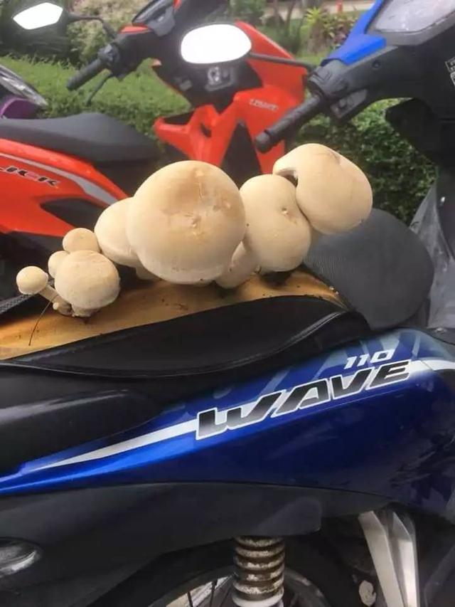 7 Potret Kendaraan Ditumbuhi Tanaman Liar dari Motor Hingga Mobil Ini Heran