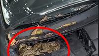 Cara Mengusir Ular dari Kolong Mesin Mobil dengan Aman dan Efektif