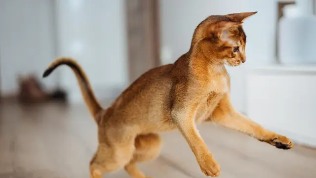 Kucing Abyssinian