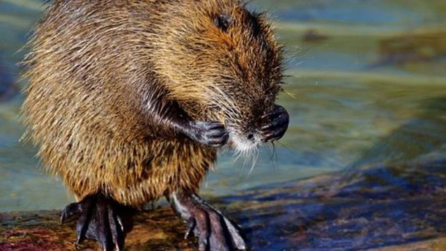 Hantavirus