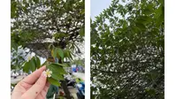 Nostalgia Pohon Seri, Titik Kumpul yang Orangtua Menyebutnya Tempat Tinggal Kuntilanak