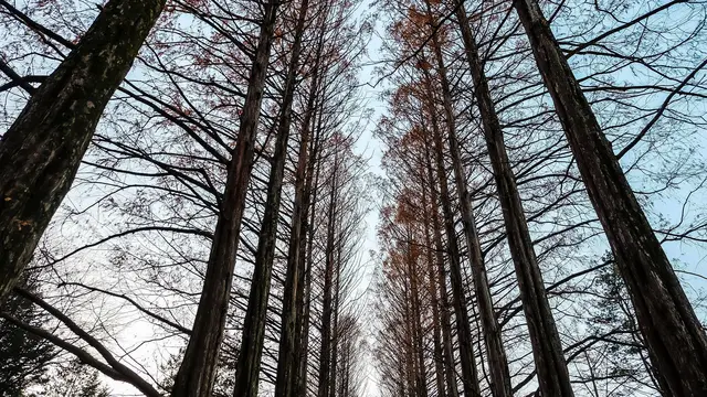 Libur Sekolah, Intip 10 Rekomendasi Tempat Wisata di Korea Selatan dari Seoul hingga Busan