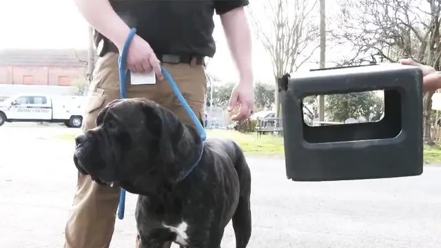 Bear the Dog