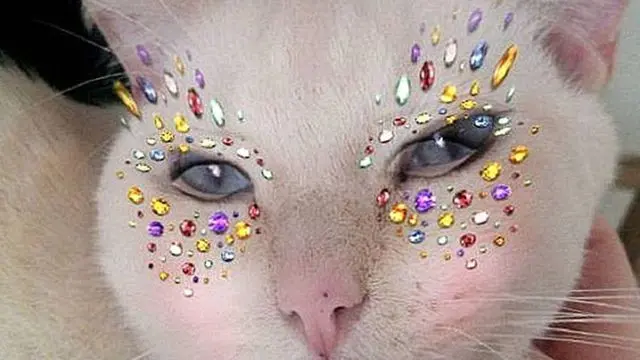 6 Potret Kucing Betina Pakai Filter HP Biar Cantik, Tampak Lucu