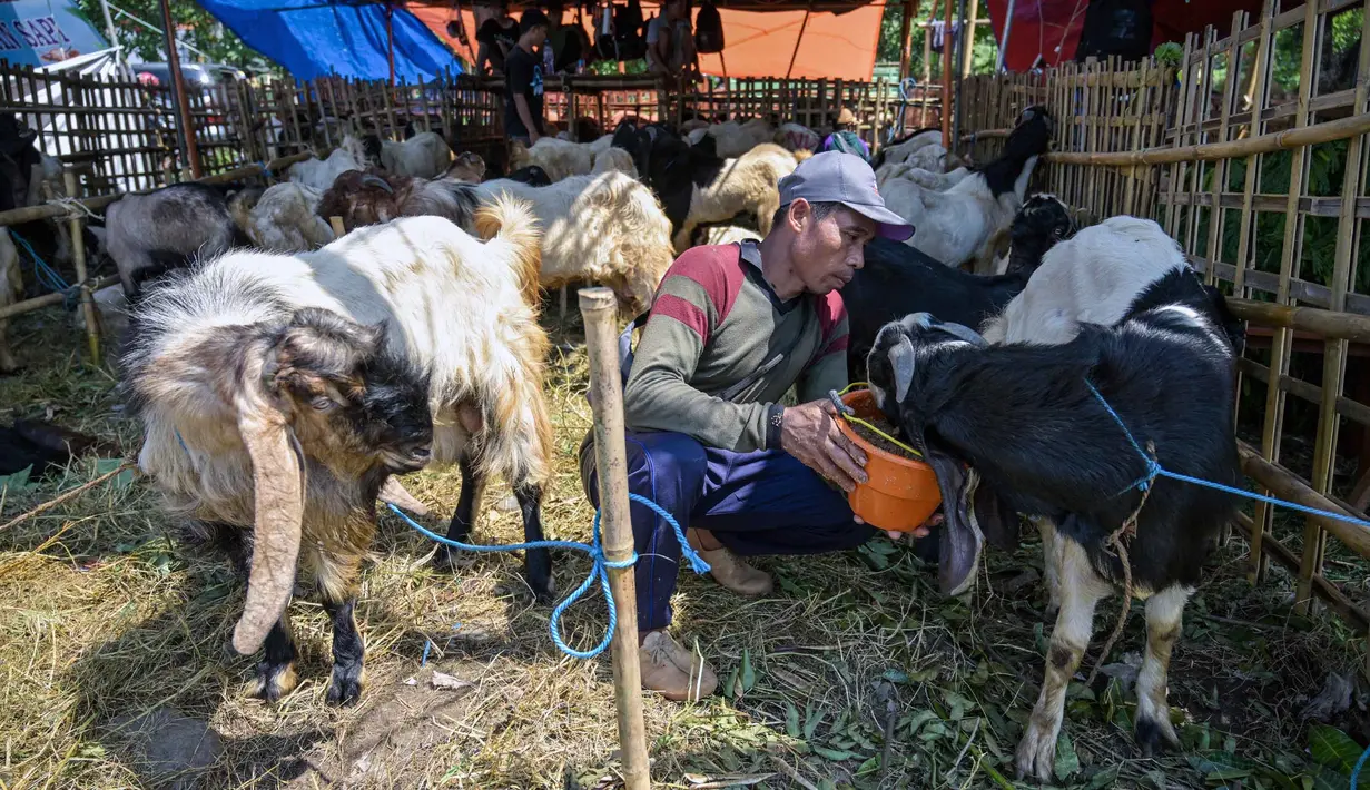 Seorang pedagang ternak memberi makan kambing di pasar ternak menjelang Idul Adha atau hari raya kurban bagi umat Muslim, di Surabaya, Jawa Timur, pada Rabu 20 Mei 2026. (JUNI KRISWANTO/AFP)