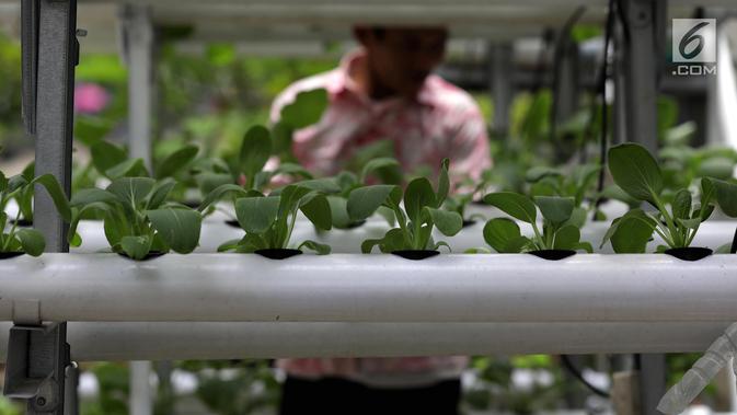 Tanaman hidroponik berupa sayuran yang ditanam warga di kawasan Mangga Besar, Jakarta, Selasa (13/11). Warga sekitar memanfaatkan lahan alternatif untuk bercocok tanam sayur mayur. (Liputan6.com/Johan Tallo)
