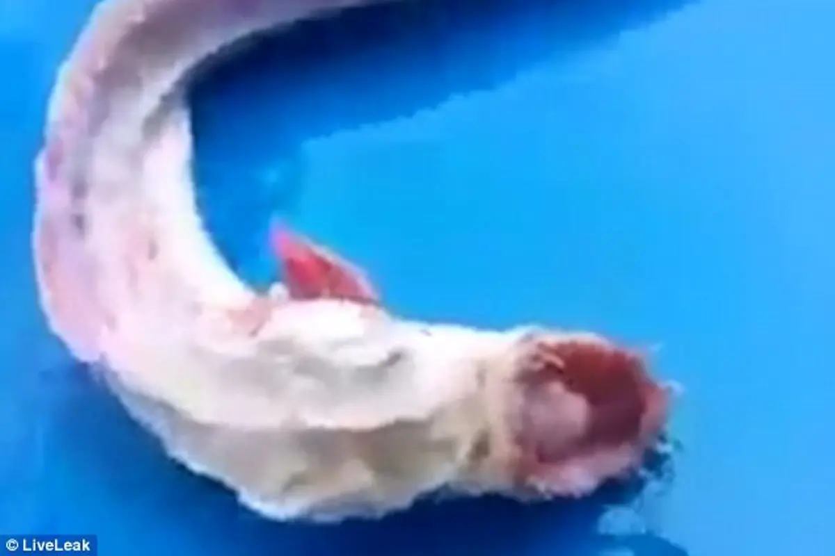 Bergigi Tajam, Ada 'Monster' Kecil di Thailand!