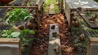 9 Usaha Ternak Tidak Berisik di Rumah Subsidi, Cuan Maksimal Tanpa Ganggu Tetangga