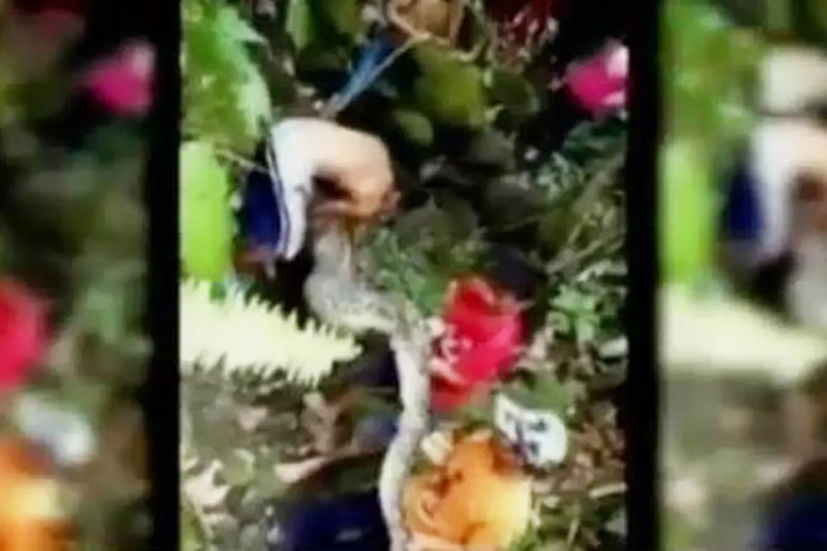 Penangkapan Ular Piton di Mamuju