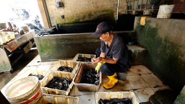 Program MBG Gerakkan Ekonomi Desa, Pembudidaya Ikan Lokal Makin Laris Manis