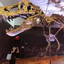 Fosil T-Rex Terbesar Dilelang, Diprediksi Laku Rp 541 Miliar