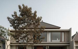 Pohon Mahoni, 14 Tanaman Hias yang Akarnya Tidak Merusak Pondasi Rumah: Halaman Indah, Hunian Aman (ilustrasi AI)