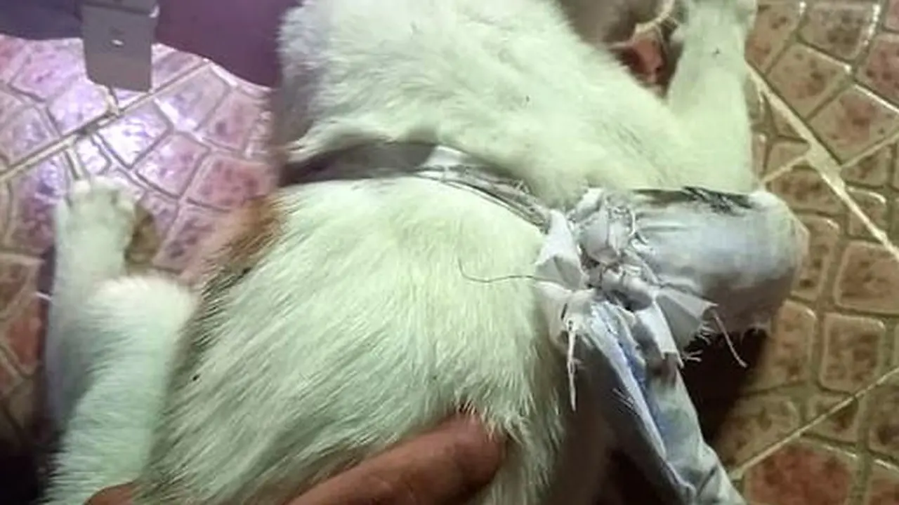 Kucing dengan narkoba yang tertangkap di penjara Panama