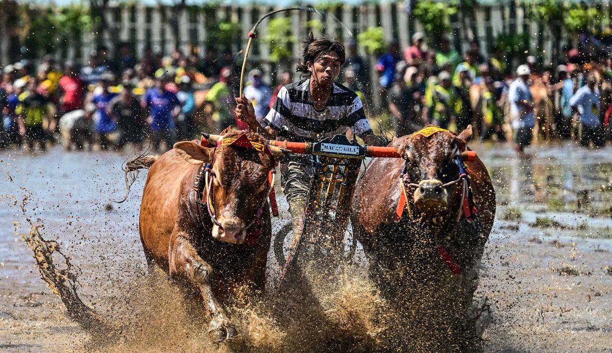 Seorang joki memacu sapi saat karapan dalam Festival Sapeh Brujul di Probolinggo, Jawa Timur pada Minggu 24 Mei 2026. (Juni KRISWANTO/AFP)