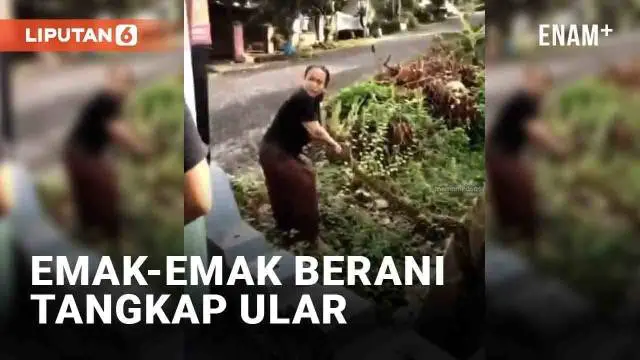 Aksi emak-emak berani viral di media sosial. Emak-emak di Semarang ini menangkap seekor ular sepanjang tiga meter. Menurut narasi video, ular tersebut hampir memangsa kucing.