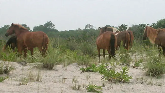 	Kuda-kuda di Pulau Assateague. (Sumber Wikimedia Commons/Lyndi & Jason)