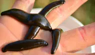 Cara Ternak Lintah untuk Pemula, Mulai dari Persiapan Kolam hingga Panen