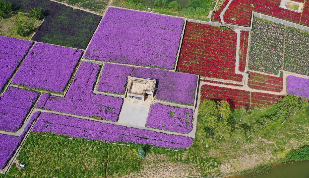 Foto yang diabadikan dari udara pada 13 Mei 2020 ini memperlihatkan ladang bunga di Taman Hutan Gunung San Tai di Kota Suqian, Provinsi Jiangsu, China timur. (Xinhua/Li Bo)