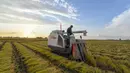 Seorang warga desa memanen padi di sebuah sawah di wilayah Yongji, Jilin, Provinsi Jilin, China timur laut, 16 September 2020. Sawah-sawah di Jilin telah memasuki musim panen. (Xinhua/Zhang Nan)