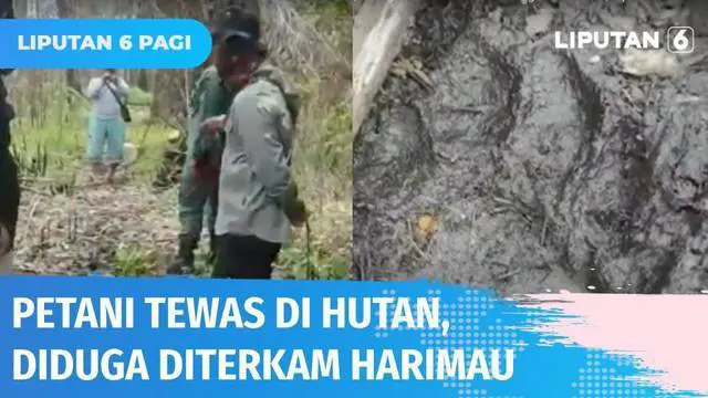 Seorang petani di Riau, ditemukan tewas di hutan suaka margasatwa Giam Siak Kecil dalam kondisi tak utuh. Diduga korban tewas usai diterkam seekor harimau. Hal itu diketahui dari jejak harimau yang berada di sekitar lokasi penemuan korban.